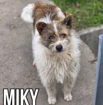 Miky