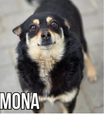 Mona