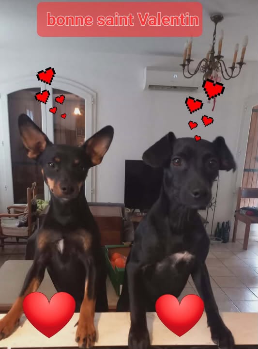 Nala & Aria